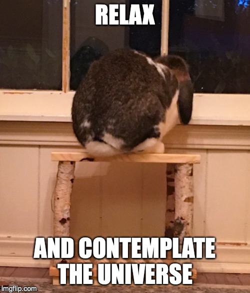 Contemplate the Universe | RELAX; AND CONTEMPLATE THE UNIVERSE | image tagged in relax,calm,contemplation,rabbits,bunnies,pets | made w/ Imgflip meme maker