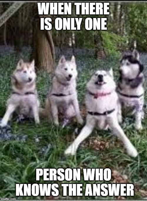craycray husky | WHEN THERE IS ONLY ONE; PERSON WHO KNOWS THE ANSWER | image tagged in craycray husky | made w/ Imgflip meme maker