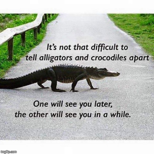I've been taught this all my life... | image tagged in alligators,memes,crocodiles,funny,animals | made w/ Imgflip meme maker