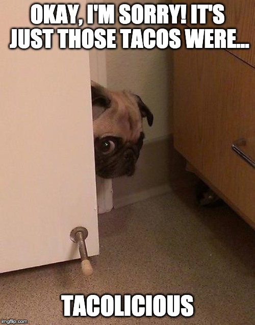 Guilty Pug | OKAY, I'M SORRY! IT'S JUST THOSE TACOS WERE... TACOLICIOUS | image tagged in guilty pug | made w/ Imgflip meme maker