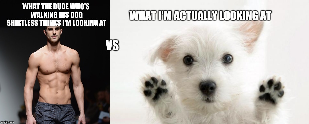 Dude walks down the street with the confidence of Superalloy Darkshine while I'm just thinking, "DOGGY!" | WHAT I'M ACTUALLY LOOKING AT; WHAT THE DUDE WHO'S WALKING HIS DOG SHIRTLESS THINKS I'M LOOKING AT; VS | image tagged in cute dog,male model shirtless,vs | made w/ Imgflip meme maker