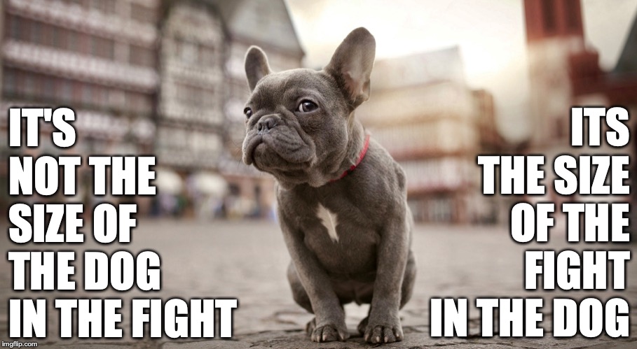 Tough Frenchie (High Res) | IT'S NOT THE SIZE OF THE DOG IN THE FIGHT; ITS THE SIZE OF THE FIGHT IN THE DOG | image tagged in french,bulldog,frenchie,tough,dog,size | made w/ Imgflip meme maker