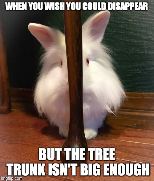 When you wish you could disappear... | WHEN YOU WISH YOU COULD DISAPPEAR; BUT THE TREE TRUNK ISN'T BIG ENOUGH | image tagged in animals,bunnies,rabbits,anxiety | made w/ Imgflip meme maker