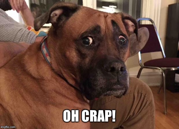 Oh crap dog | OH CRAP! | image tagged in oh crap dog | made w/ Imgflip meme maker