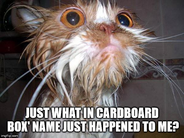 Wet cat in shock | JUST WHAT IN CARDBOARD BOX' NAME JUST HAPPENED TO ME? | image tagged in wet cat in shock,cats | made w/ Imgflip meme maker