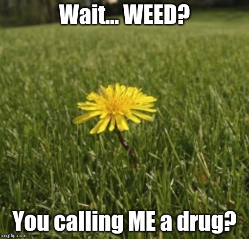 Weed = Dandelion | Wait... WEED? You calling ME a drug? | image tagged in dandelion,memes,weed,drugs | made w/ Imgflip meme maker