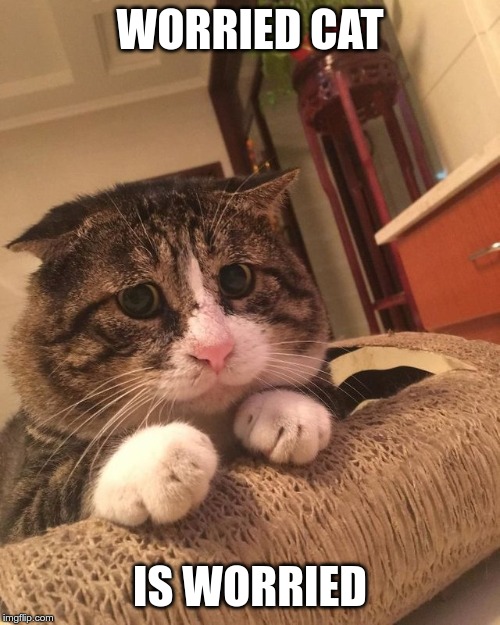 Worried Cat | WORRIED CAT; IS WORRIED | image tagged in worried cat | made w/ Imgflip meme maker