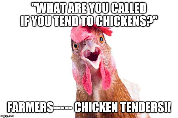 "WHAT ARE YOU CALLED IF YOU TEND TO CHICKENS?"; FARMERS----- CHICKEN TENDERS!! | image tagged in funny chickens | made w/ Imgflip meme maker
