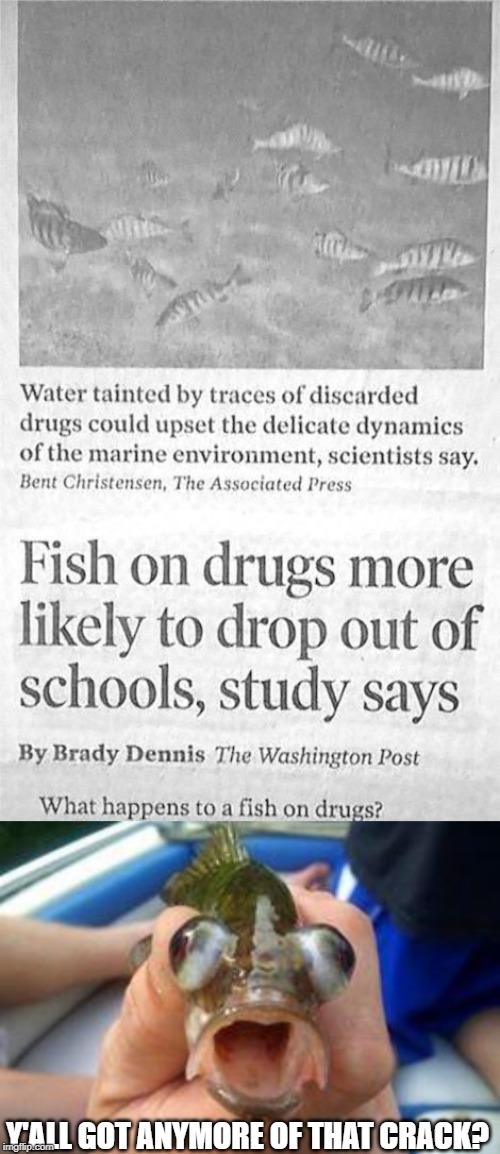 Drugs are Bad (for Fish), MmmKay.... | Y'ALL GOT ANYMORE OF THAT CRACK? | image tagged in baby fish | made w/ Imgflip meme maker