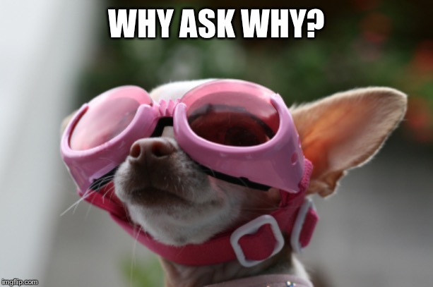 WHY ASK WHY? | made w/ Imgflip meme maker