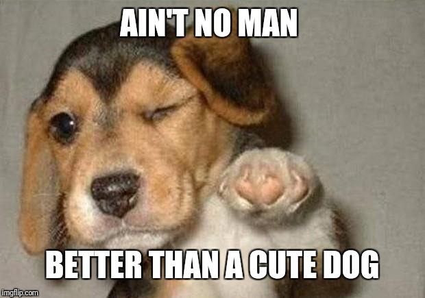 Winking Dog | AIN'T NO MAN BETTER THAN A CUTE DOG | image tagged in winking dog | made w/ Imgflip meme maker