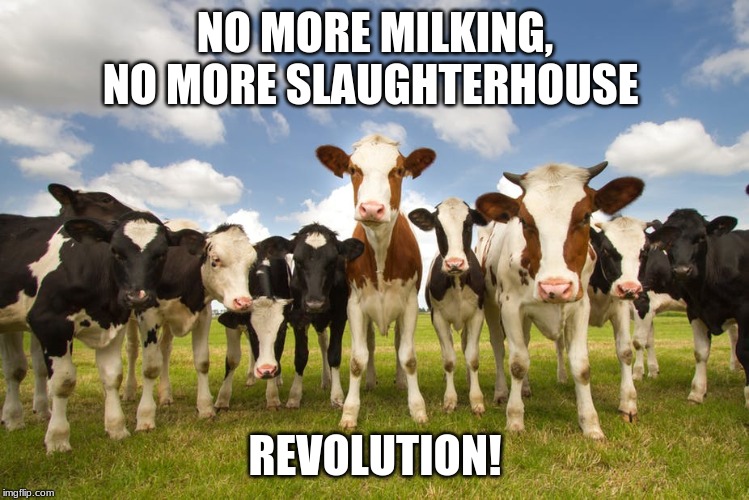 Cows Revolution (coming soon to a theater near you) | NO MORE MILKING, NO MORE SLAUGHTERHOUSE; REVOLUTION! | image tagged in revolution,rebel cows | made w/ Imgflip meme maker