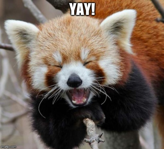 Red Panda | YAY! | image tagged in red panda | made w/ Imgflip meme maker