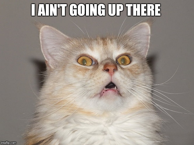 Surprised Cat / Startled Cat / Scared Cat / Spooked Cat | I AIN'T GOING UP THERE | image tagged in surprised cat / startled cat / scared cat / spooked cat | made w/ Imgflip meme maker