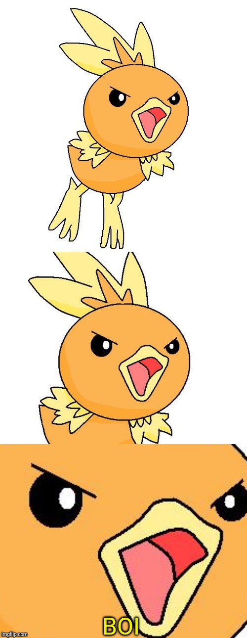 BOI | image tagged in triggered torchic | made w/ Imgflip meme maker