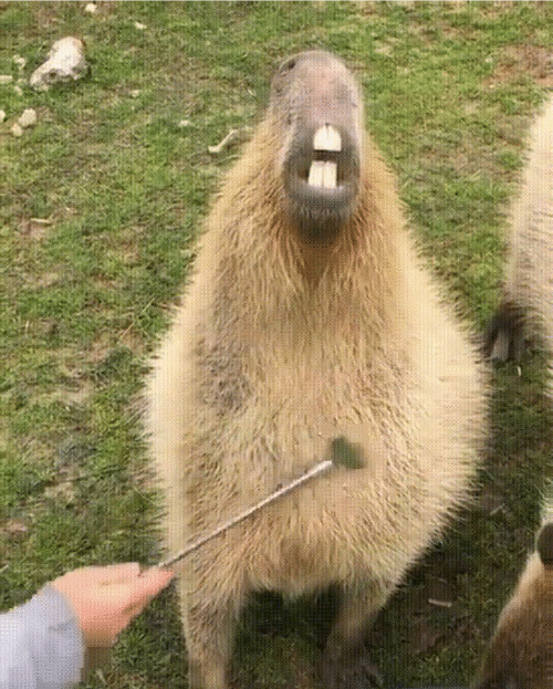 Capybara meme Blank Meme Template