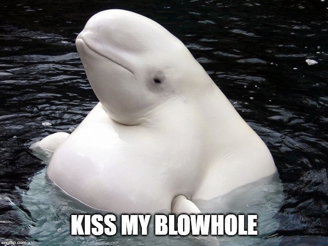 Fat Whale | KISS MY BLOWHOLE | image tagged in fat whale | made w/ Imgflip meme maker