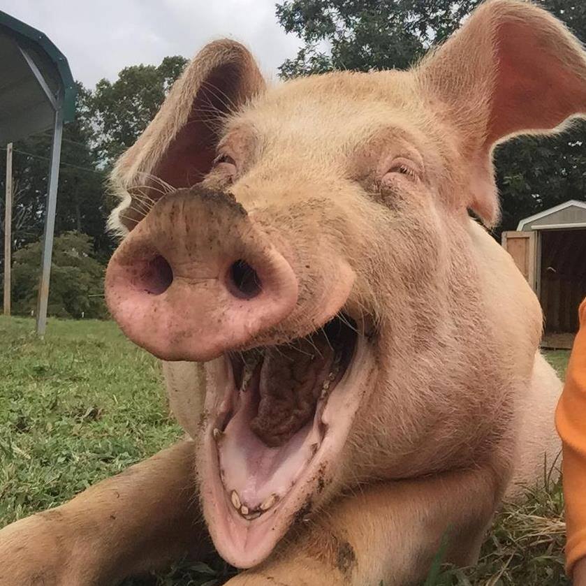 High Quality Happy pig Blank Meme Template