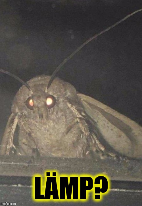 Moth | LÄMP? | image tagged in moth | made w/ Imgflip meme maker