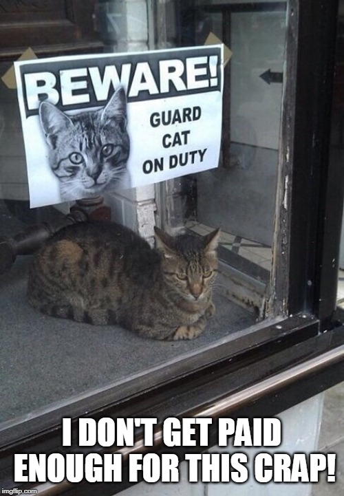 Ah, why not? | I DON'T GET PAID ENOUGH FOR THIS CRAP! | image tagged in memes,cats,cats are awesome,craziness_all_the_way,comments,imgflip | made w/ Imgflip meme maker