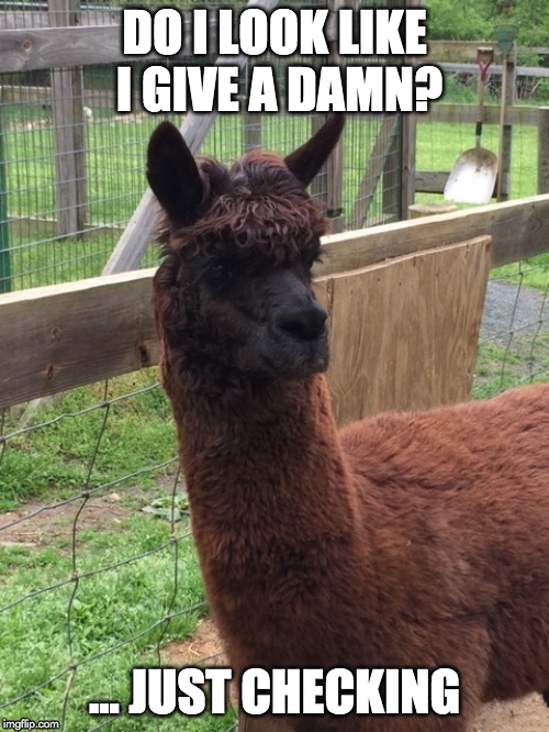 Give a damn,  Don't care, Go away,
Llama,  Bad hair cut |  DO I LOOK LIKE I GIVE A DAMN? ... JUST CHECKING | image tagged in duhhh llama | made w/ Imgflip meme maker