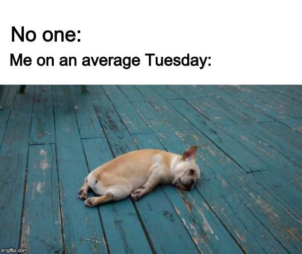 tired dog | No one:; Me on an average Tuesday: | image tagged in tired dog | made w/ Imgflip meme maker