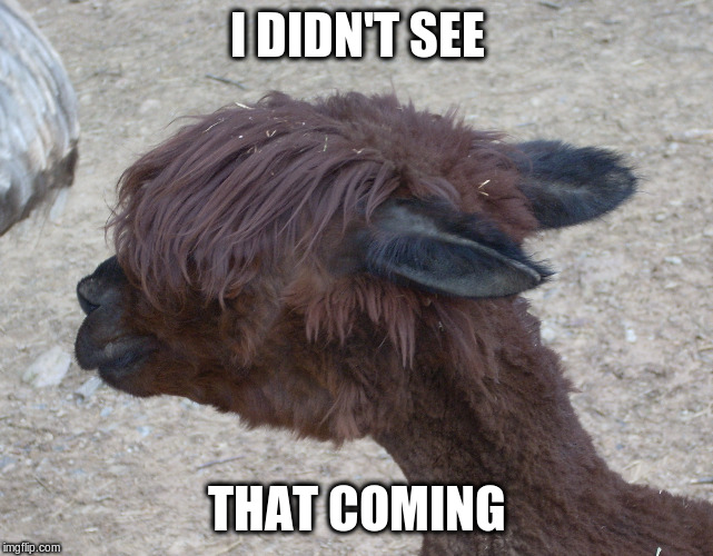 LLama Hear Your Augmented Reality | I DIDN'T SEE THAT COMING | image tagged in llama hear your augmented reality | made w/ Imgflip meme maker