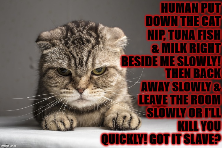 SLOWLY | THEN BACK AWAY SLOWLY & LEAVE THE ROOM SLOWLY OR I'LL KILL YOU QUICKLY! GOT IT SLAVE? HUMAN PUT DOWN THE CAT NIP, TUNA FISH & MILK RIGHT BESIDE ME SLOWLY! | image tagged in slowly | made w/ Imgflip meme maker