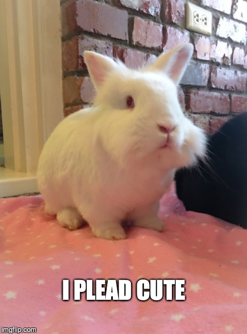I plead cute. | I PLEAD CUTE | image tagged in animals,bunnies,rabbits,pets,mischief | made w/ Imgflip meme maker