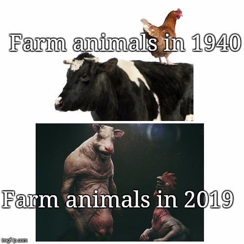 Farm animals | Farm animals in 1940; Farm animals in 2019 | image tagged in memes | made w/ Imgflip meme maker