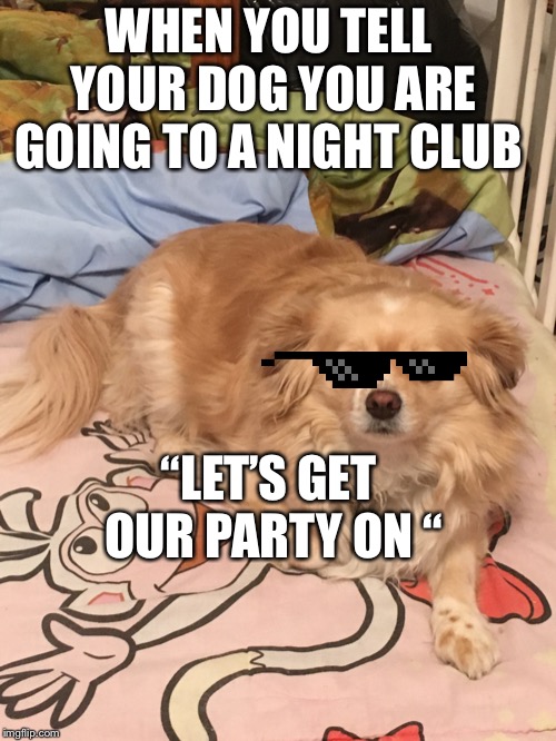 Becca Holguin | WHEN YOU TELL YOUR DOG YOU ARE GOING TO A NIGHT CLUB; “LET’S GET OUR PARTY ON “ | image tagged in becca holguin | made w/ Imgflip meme maker
