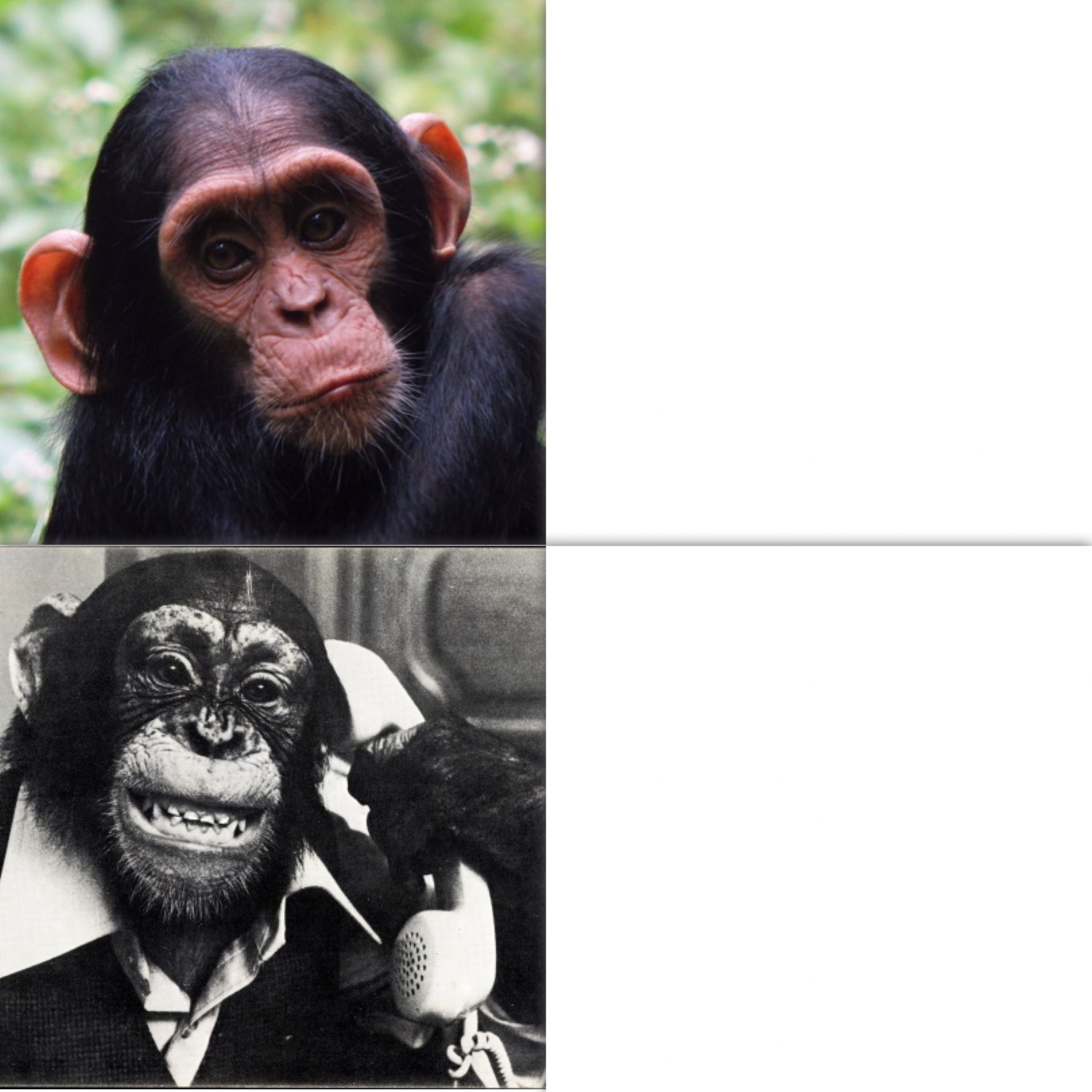 High Quality Monkey pooth Blank Meme Template