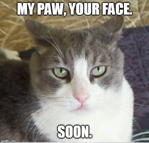 Vlad Spotula | MY PAW, YOUR FACE. SOON. | image tagged in vlad spotula | made w/ Imgflip meme maker