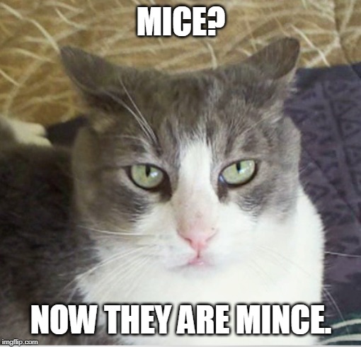 Vlad Spotula | MICE? NOW THEY ARE MINCE. | image tagged in vlad spotula | made w/ Imgflip meme maker