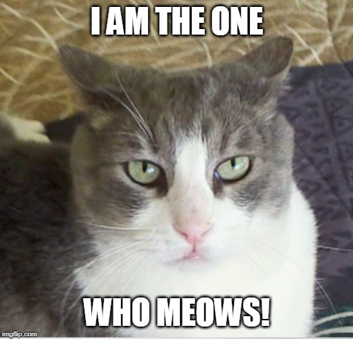 Vlad Spotula | I AM THE ONE; WHO MEOWS! | image tagged in vlad spotula | made w/ Imgflip meme maker