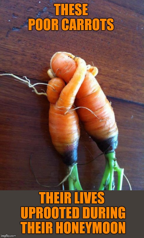 Great for beef stew | THESE POOR CARROTS; THEIR LIVES UPROOTED DURING THEIR HONEYMOON | image tagged in memes,funny,carrots,honeymooners,relationships,44colt | made w/ Imgflip meme maker