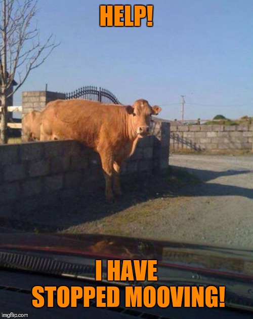 Moo | HELP! I HAVE STOPPED MOOVING! | image tagged in memes,cows,puns | made w/ Imgflip meme maker