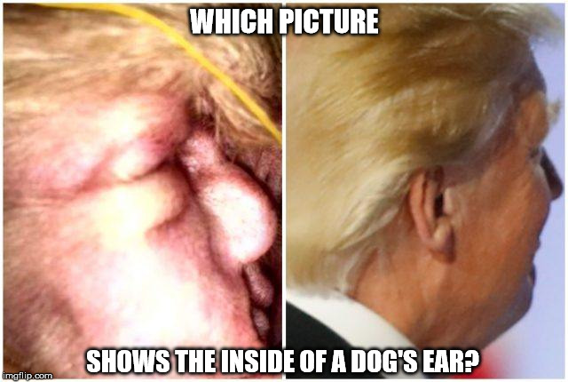 Look well.... | WHICH PICTURE; SHOWS THE INSIDE OF A DOG'S EAR? | image tagged in dog's ear | made w/ Imgflip meme maker