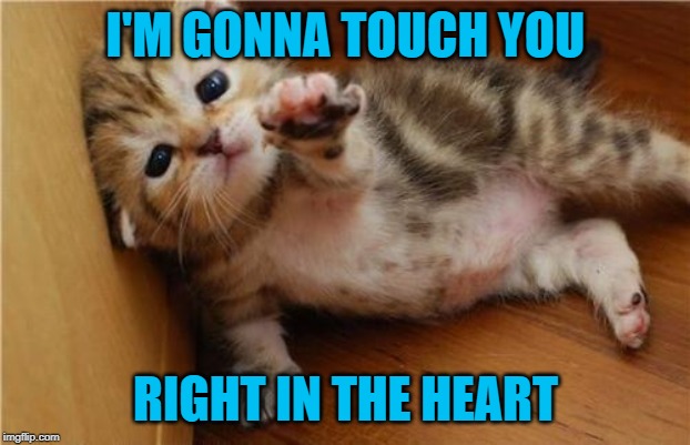 Help Me Kitten | I'M GONNA TOUCH YOU RIGHT IN THE HEART | image tagged in help me kitten | made w/ Imgflip meme maker