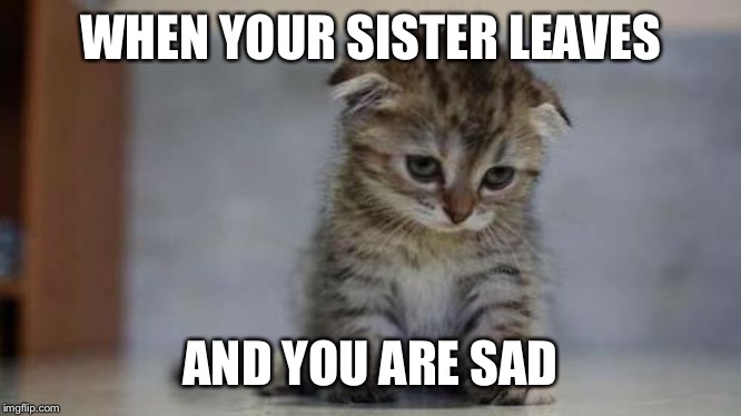 Sad kitten | WHEN YOUR SISTER LEAVES; AND YOU ARE SAD | image tagged in sad kitten | made w/ Imgflip meme maker