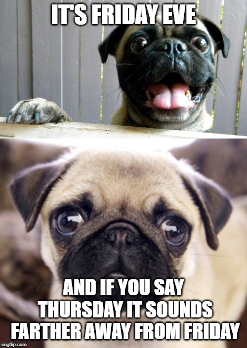 Friday Eve! | IT'S FRIDAY EVE; AND IF YOU SAY THURSDAY IT SOUNDS FARTHER AWAY FROM FRIDAY | image tagged in pug,pugs,thursday | made w/ Imgflip meme maker