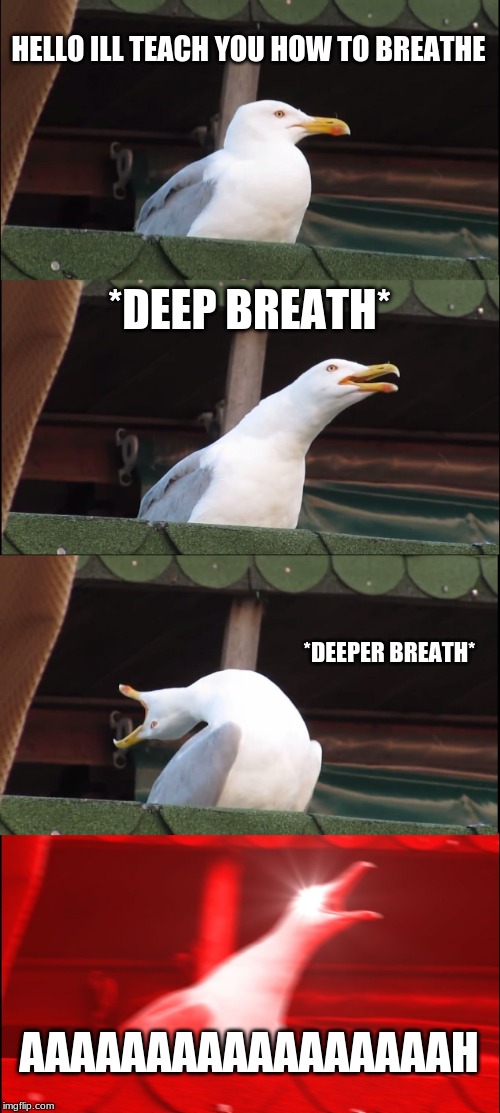 Inhaling Seagull Meme | HELLO ILL TEACH YOU HOW TO BREATHE; *DEEP BREATH*; *DEEPER BREATH*; AAAAAAAAAAAAAAAAAH | image tagged in memes,inhaling seagull | made w/ Imgflip meme maker