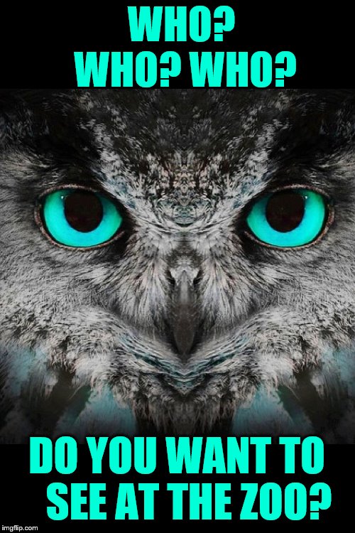 Coming Soon!!! Zoo Week May 12-18 a Dankmaster546 and 1forpeace Event | WHO? WHO? WHO? DO YOU WANT TO   SEE AT THE ZOO? | image tagged in memes,zoo week,owl,who are you,see,here | made w/ Imgflip meme maker