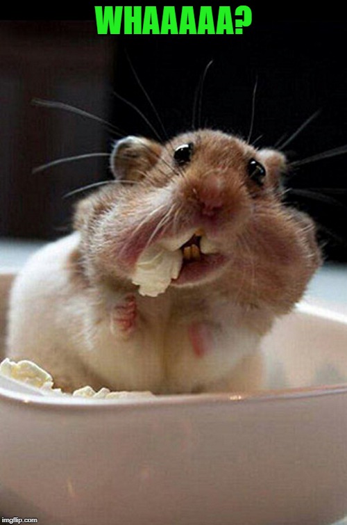 cute hamster | WHAAAAA? | image tagged in mamester,cute,gluttony,funny | made w/ Imgflip meme maker