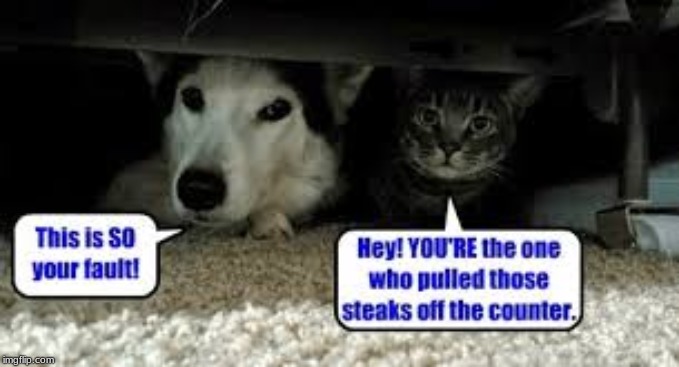 trouble | image tagged in dog,cat | made w/ Imgflip meme maker