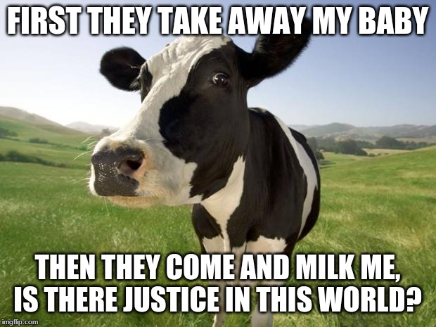 cow | FIRST THEY TAKE AWAY MY BABY; THEN THEY COME AND MILK ME, IS THERE JUSTICE IN THIS WORLD? | image tagged in cow | made w/ Imgflip meme maker
