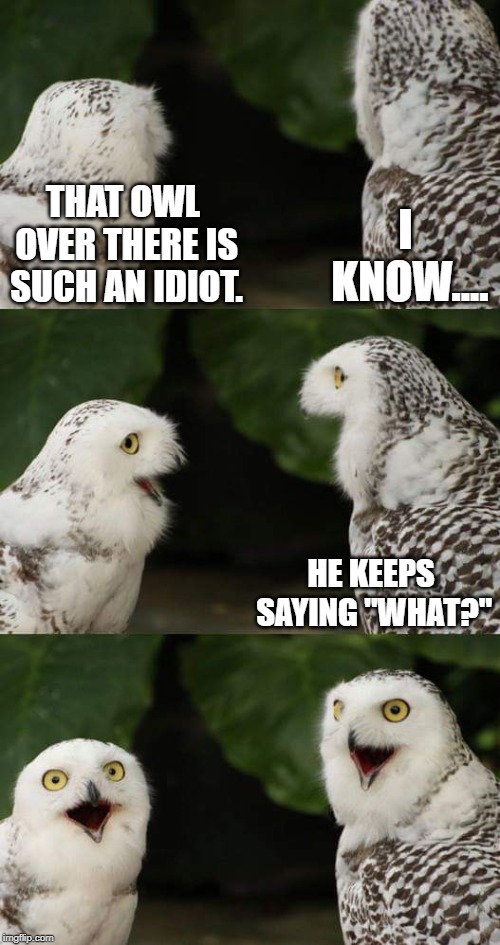 What an idiot. | I KNOW.... THAT OWL OVER THERE IS SUCH AN IDIOT. HE KEEPS SAYING "WHAT?" | image tagged in memes,talking night owls,owl,owls | made w/ Imgflip meme maker