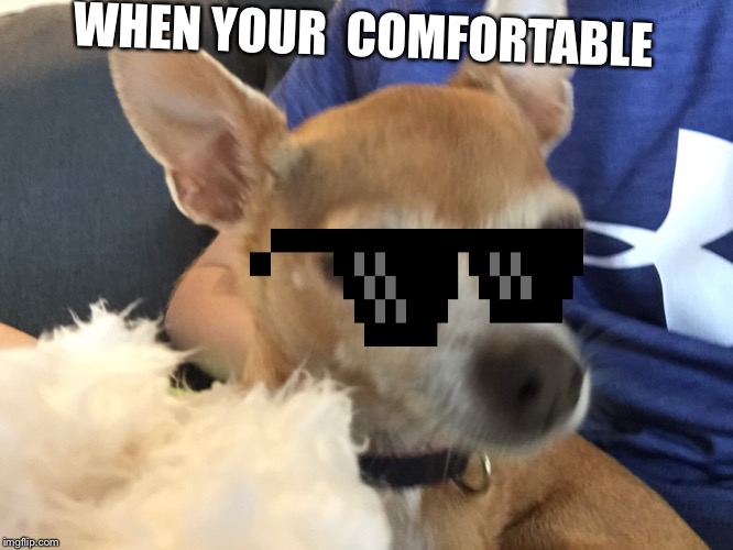 WHEN YOUR  COMFORTABLE | image tagged in dog,cool | made w/ Imgflip meme maker