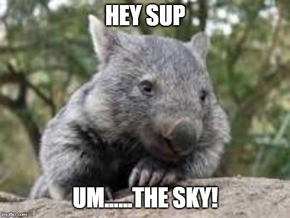 SUP | HEY SUP; UM......THE SKY! | image tagged in gifs,funny | made w/ Imgflip meme maker