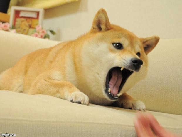ANGRY DOGE | image tagged in angry doge | made w/ Imgflip meme maker